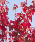Red Sunset Maple Tree