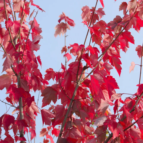 Red Sunset Maple Tree