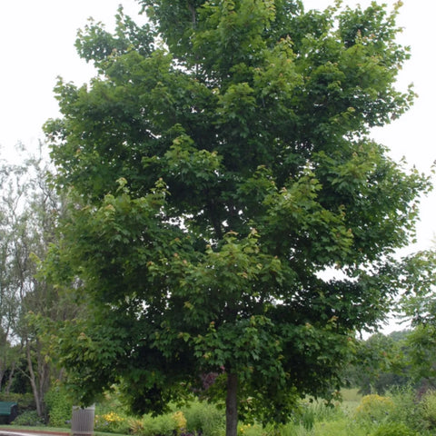 Red Sunset Maple Tree