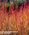 Red Twig Dogwood Shrub