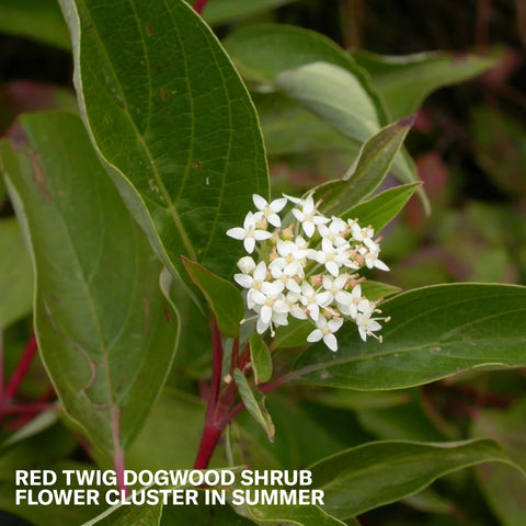 Red Twig Dogwood Shrub