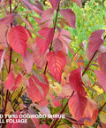 Red Twig Dogwood Shrub