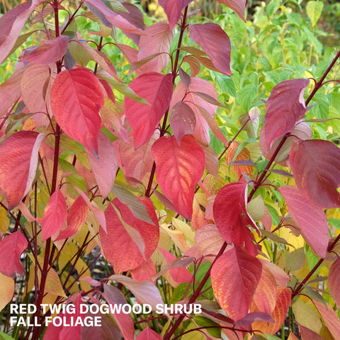 Red Twig Dogwood Shrub