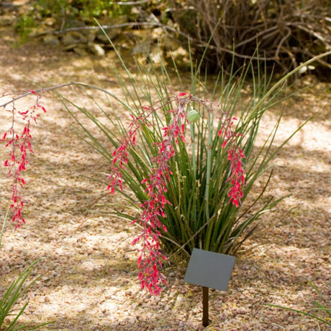 Red Yucca