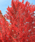 Redpointe Maple Tree