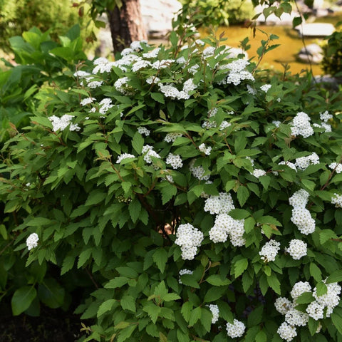 Bridal Wreath Spirea