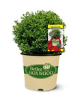 Better Boxwood Renaissance Shrub