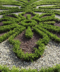 Better Boxwood Renaissance Shrub