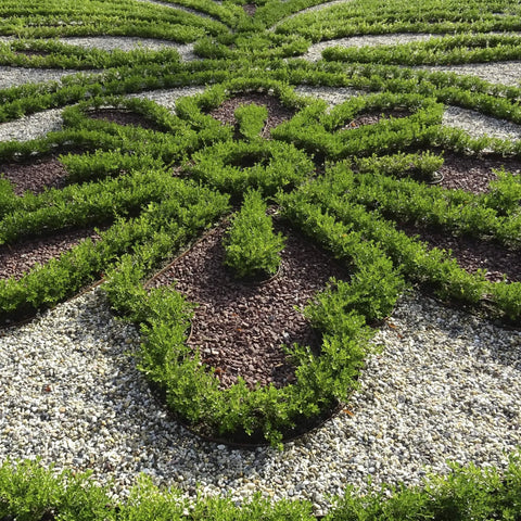 Better Boxwood Renaissance Shrub