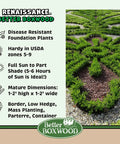Better Boxwood Renaissance Shrub