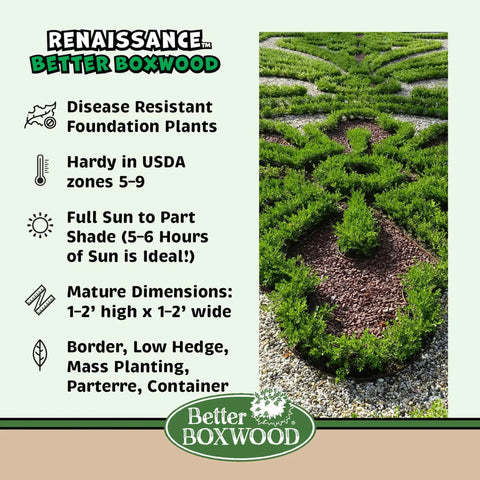 Better Boxwood Renaissance Shrub