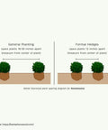 Better Boxwood Renaissance Shrub