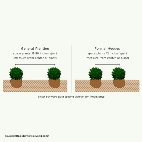 Better Boxwood Renaissance Shrub