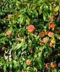 Rio Grande Peach Tree