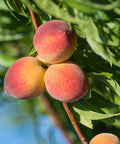 Rio Grande Peach Tree