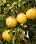 Rio Red Grapefruit Tree