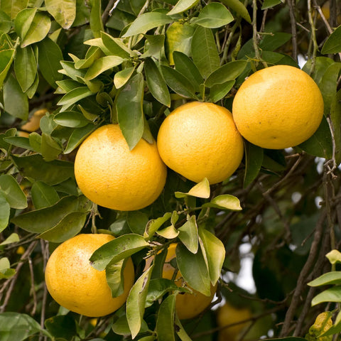 Rio Red Grapefruit Tree