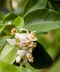 Rio Red Grapefruit Tree