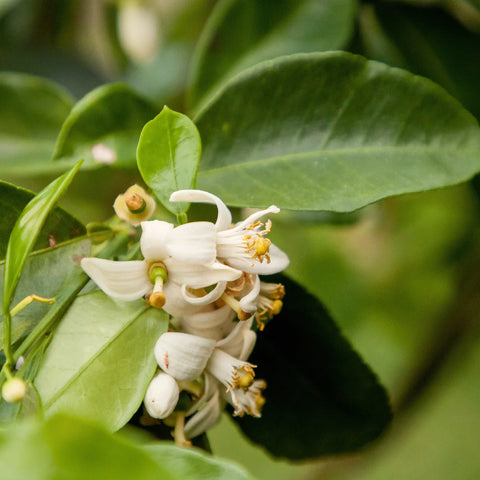 Rio Red Grapefruit Tree