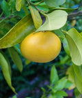 Rio Red Grapefruit Tree