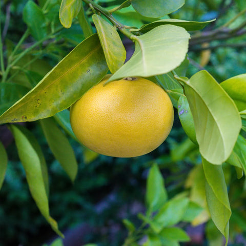 Rio Red Grapefruit Tree