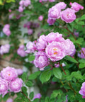Rise Up Lilac Days® Rose