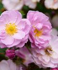 Rise Up Lilac Days® Rose