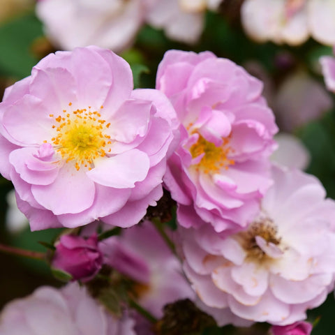 Rise Up Lilac Days® Rose
