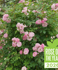 Rise Up Lilac Days® Rose