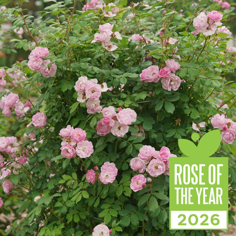 Rise Up Lilac Days® Rose