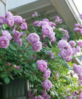 Rise Up Lilac Days® Rose