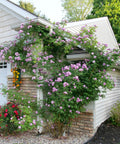 Rise Up Lilac Days® Rose