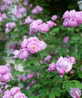 Rise Up Lilac Days® Rose
