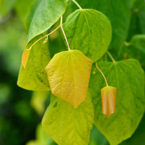 Rising Sun Redbud Tree