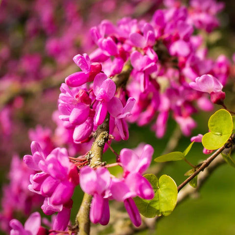 Rising Sun Redbud Tree