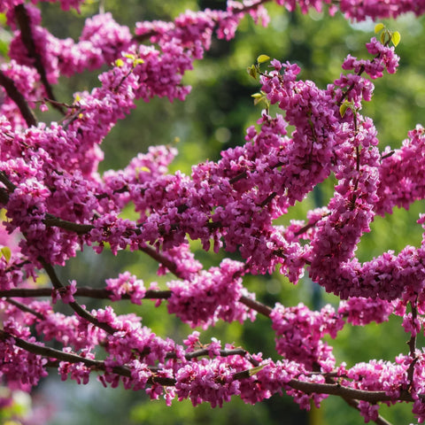 Rising Sun Redbud Tree