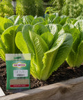 Romaine Picos Lettuce Seed