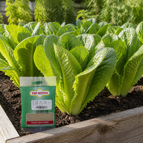 Romaine Picos Lettuce Seed