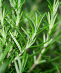 Rosemary