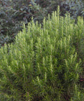 Rosemary