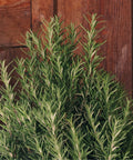 Rosemary Christmas Tree