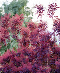 Royal Purple Smoke Bush