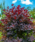 Royal Purple Smoke Bush