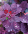 Royal Purple Smoke Bush