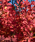 Royal Purple Smoke Bush in Fall