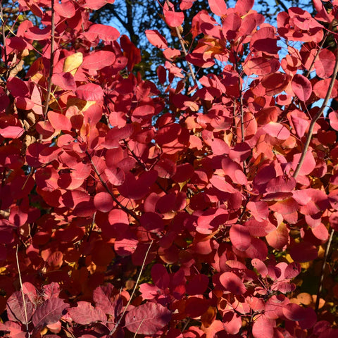 Royal Purple Smoke Bush in Fall