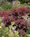 Royal Purple Smoke Bush