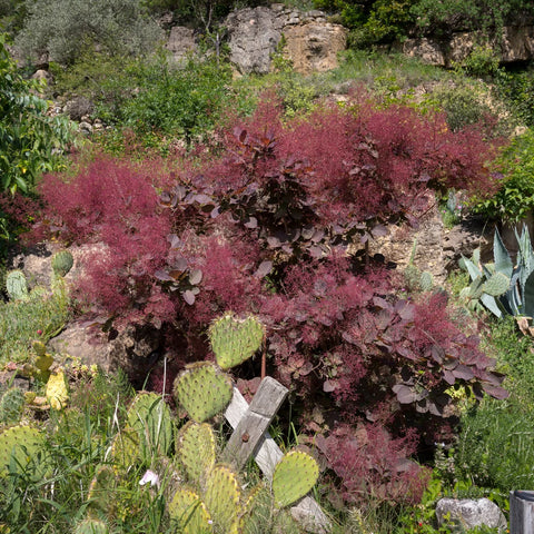 Royal Purple Smoke Bush