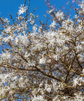 Royal Star Magnolia