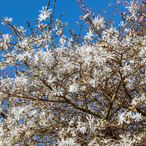 Royal Star Magnolia